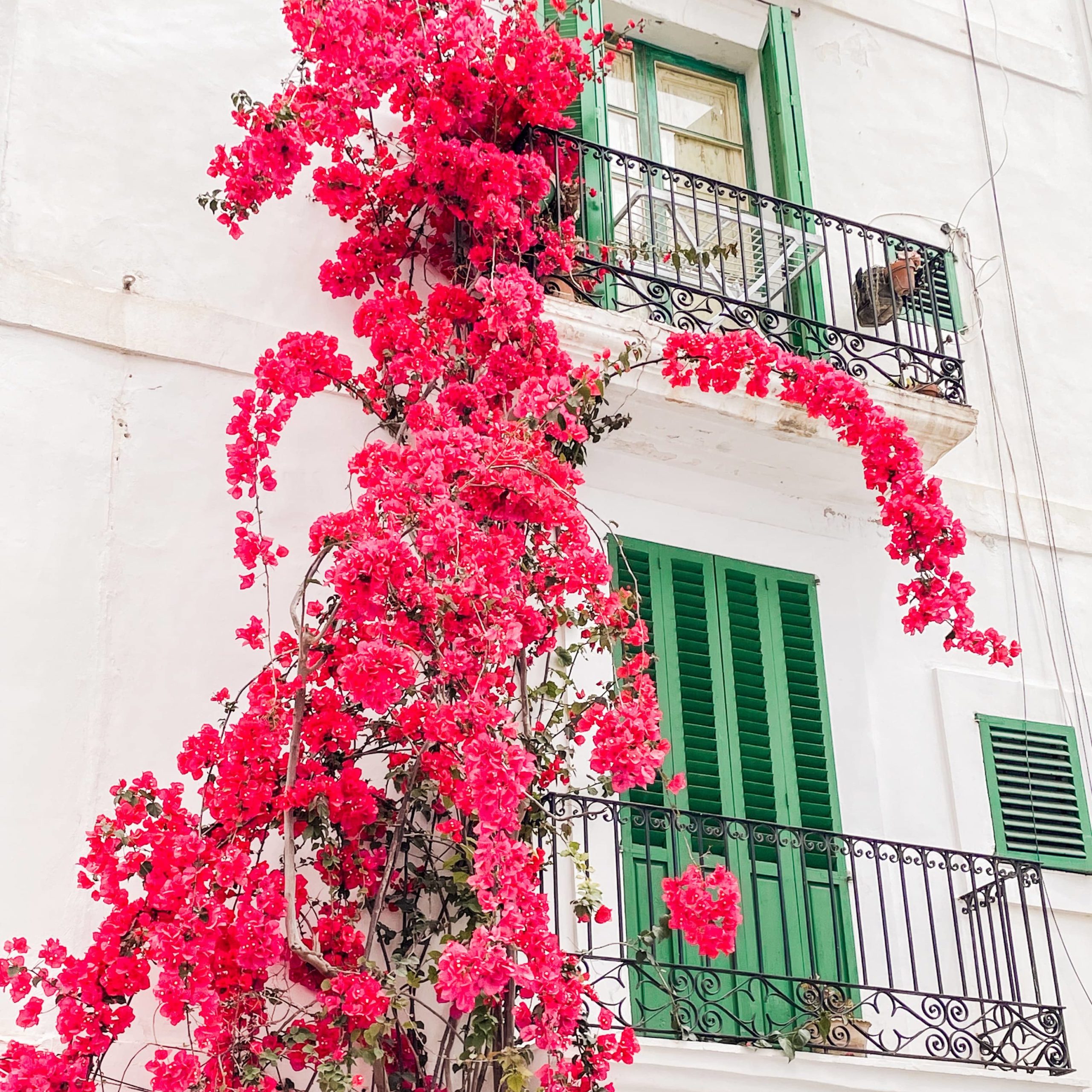 Bloemen ibiza